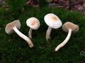 Hygrophorus lindtneri